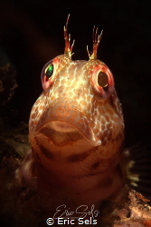 Variable Blenny or Parablennius pilicornis - Medes Isles ... by Eric Sels 